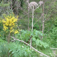 Giant Hogweed